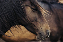 Load image into Gallery viewer, Horse Wall Art-Contemplative Conrad 023

This piece of horse wall art named &quot;Contemplative Conrad 023&quot; was part of a landscape series shot in Patagonia. This print is a limited edition, hand-signed piece with a certificate of authenticity.

E D I T I O N:
1/25
