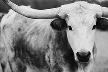 Load image into Gallery viewer, Photography For Sale-Ebony and Ivory

This piece of photography for sale titled &quot;Ebony and Ivory&quot; was part of a photography landscape series featuring longhorns shot in Texas. This longhorn photo is a limited edition, hand-signed piece with a certificate of authenticity.

E D I T I O N:
1/25

