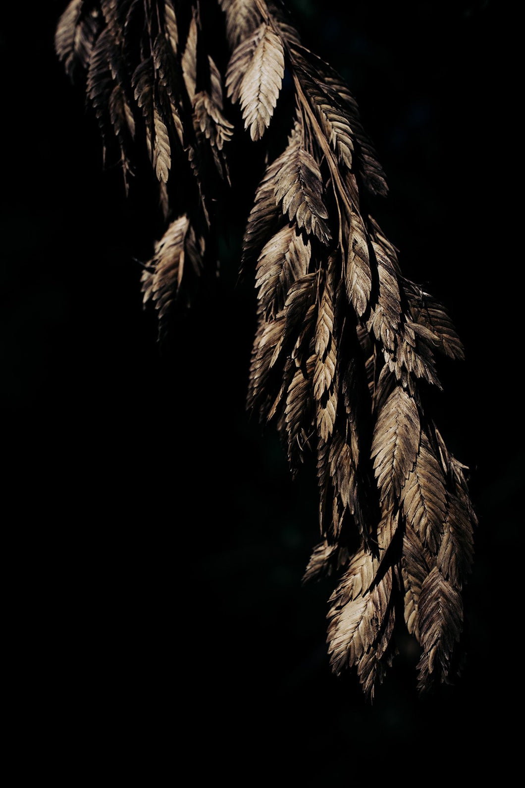 Art Photography-Feathery Fronds

This piece of art photography titled 