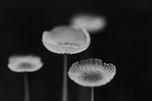 Load image into Gallery viewer, This piece of art photography titled &quot;Gossamer Shadows&quot; features mushrooms shot in Delaware, Ohio. This is a limited edition, hand-signed piece with a certificate of authenticity.

 E D I T I O N:
 1/25
