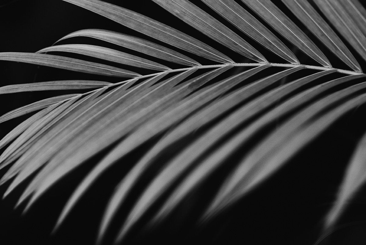 Black White Art Prints-Graphite Palm

This black white art print titled 