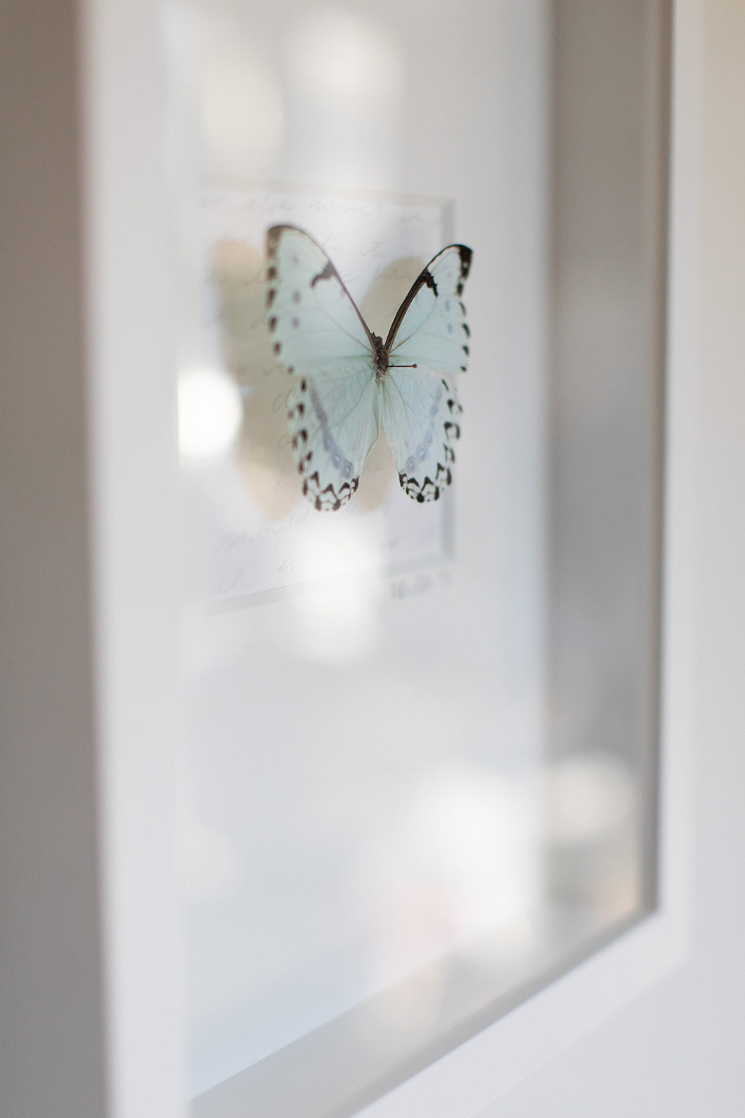 Butterfly Wall Art-No. 1269 Soft+Subtle