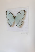 Load image into Gallery viewer, Butterfly Wall Art-No. 1269 Soft+Subtle
