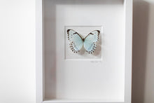 Load image into Gallery viewer, Butterfly Wall Art-No. 1269 Soft+Subtle
