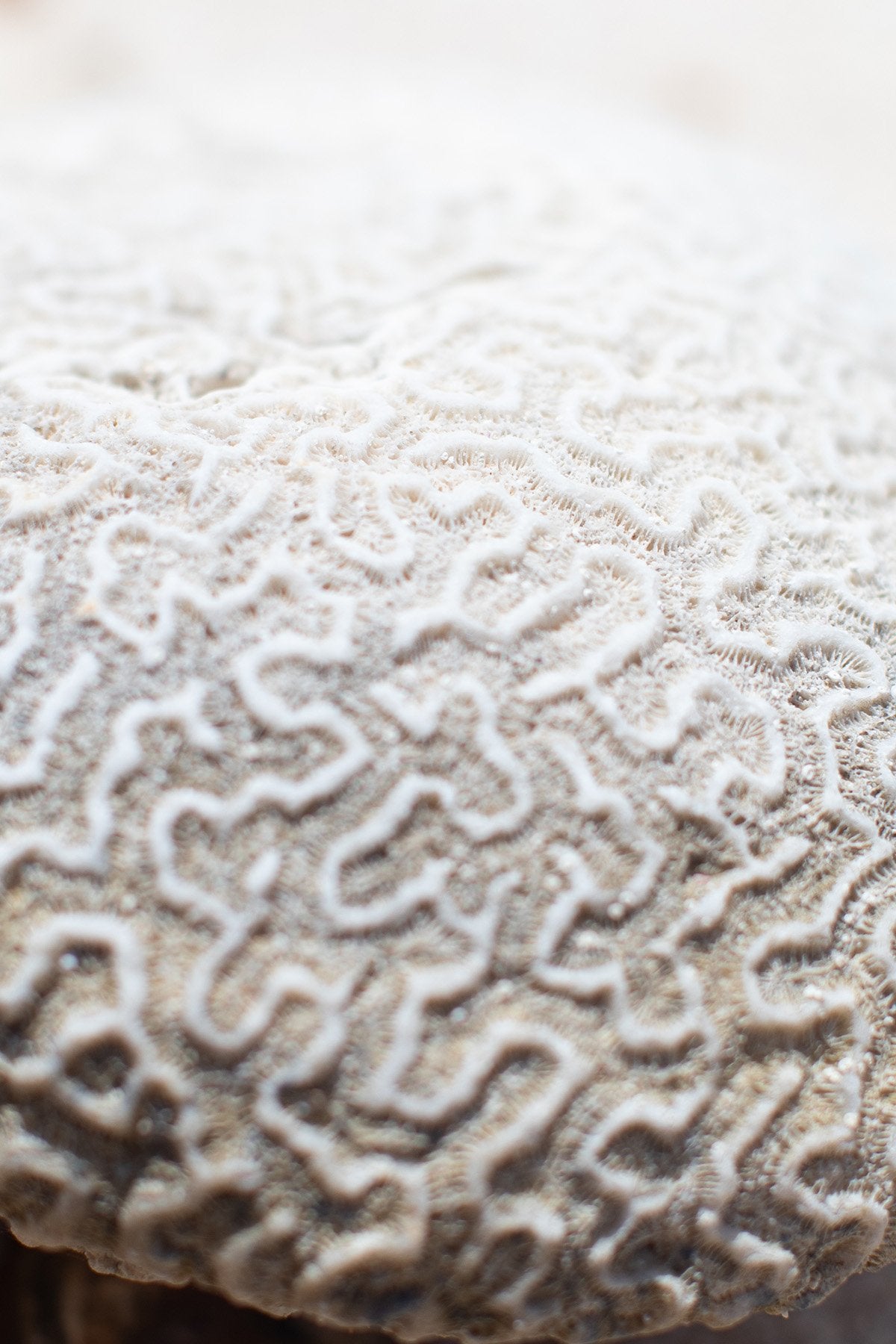 Shop All – Addison Jones Studios