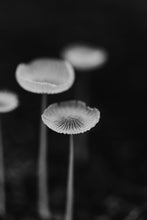 Load image into Gallery viewer, This piece of framed photography titled &quot;Mushroom Evolution&quot; features mushrooms shot in Delaware, Ohio. This is a limited edition, hand-signed piece with a certificate of authenticity.

 E D I T I O N:
 1/25
