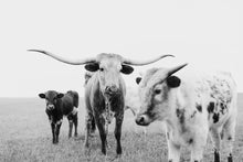 Load image into Gallery viewer, Longhorn Art-Field Family

This piece of longhorn art titled &quot;Field Family&quot; was part of a photography landscape series featuring longhorns shot in Texas. This longhorn photo is a limited edition, hand-signed piece with a certificate of authenticity.

E D I T I O N:
1/25
