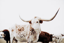 Load image into Gallery viewer, Longhorn Art-Freckled Frank

This piece of longhorn art titled &quot;Freckled Frank&quot; was part of a photography landscape series featuring longhorns shot in Texas. This longhorn photo is a limited edition, hand-signed piece with a certificate of authenticity.

E D I T I O N:
1/25
