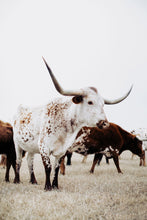 Load image into Gallery viewer, Longhorn Art-Marshmallow Maverick

This piece of longhorn art titled &quot;Marshmallow Maverick&quot; was part of a photography landscape series featuring longhorns shot in Texas. This longhorn photo is a limited edition, hand-signed piece with a certificate of authenticity.

E D I T I O N:
1/25
