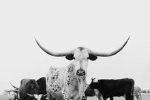 Load image into Gallery viewer, Longhorn Wall Art-Majestic Mia
