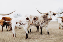 Load image into Gallery viewer, Longhorn Wall Art-Sovereign Sienna

This piece of longhorn wall art titled &quot;Sovereign Sienna&quot; was part of a photography landscape series featuring longhorns shot in Texas. This longhorn photo is a limited edition, hand-signed piece with a certificate of authenticity.

E D I T I O N:
1/25
