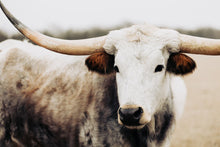 Load image into Gallery viewer, Longhorn Wall Art-Solemn Sam

This piece of western art titled &quot;Solemn Sam&quot; was part of a photography landscape series featuring longhorns shot in Texas. This longhorn photo is a limited edition, hand-signed piece with a certificate of authenticity.

E D I T I O N:
1/25
