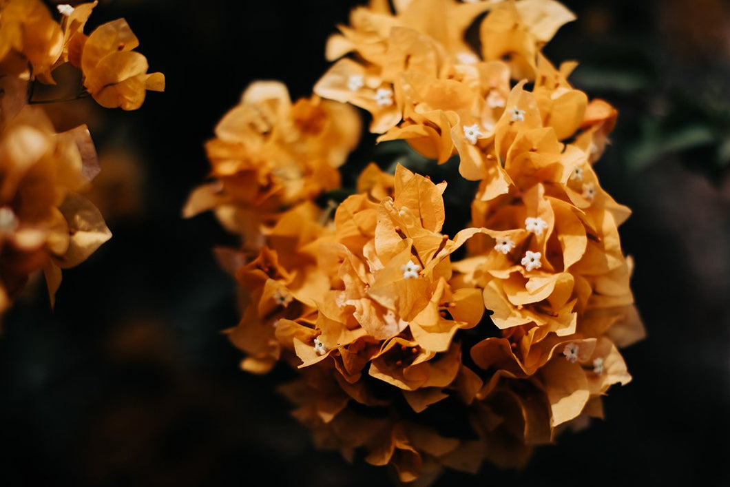 Photography For Sale-Coral Blossoms

This piece of photography for sale titled 