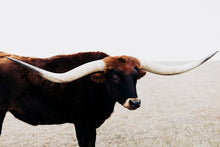 Load image into Gallery viewer, Texas Longhorn Wall Art-Taking Flight with Frank

This piece of Texas longhorn wall art titled &quot;Taking Flight with Frank&quot; was part of a photography landscape series featuring longhorns shot in Texas. This longhorn photo is a limited edition, hand-signed piece with a certificate of authenticity.

E D I T I O N:
1/25

